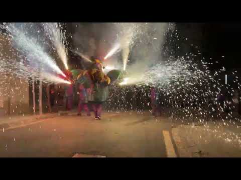 El Gall de La Pobla de Montornès, en plena acció