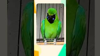 Download lagu CUCAK IJO GACOR ISIAN KAPAS #cucakijo #cucakijoisiankasar mp3