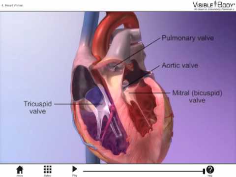 The Heart Valves with Heart & Circulatory Premium 2