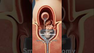 Water broke : Amniotic Sac Rupture and Baby’s Descent #pregnant #baby #pregnancy #waterbreak
