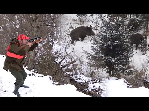 Hunting Serbia - Wild boar hunting | Lov divlje svinje - planina Goč Kraljevo | Caccia ai cinghiali
