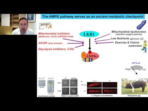 Reuben Shaw - Advances in AMPK and Autophagy signaling