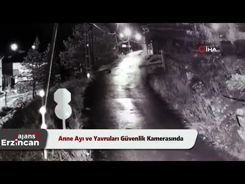Anne Ayı ve Yavruları Güvenlik Kamerasında