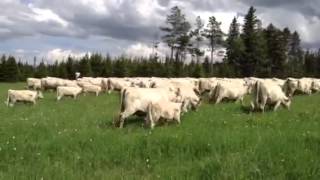 preview picture of video 'DeBruycker Charolais, Moving Cattle with Ainsley'