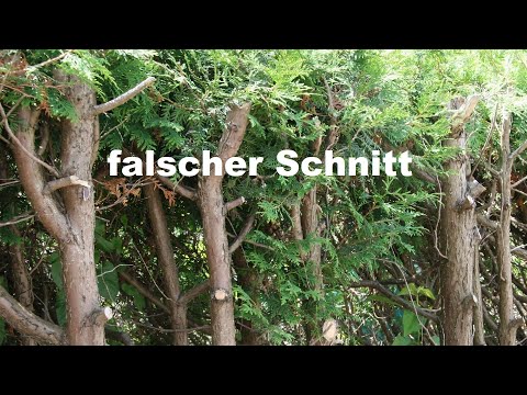 Koniferenschnitt: Thuja, Zypresse, Nadelbaum schneiden