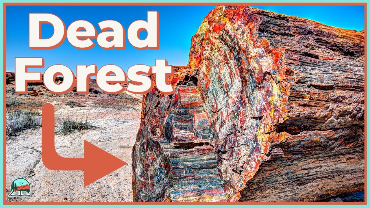 How These Trees Turned Into Rocks (Petrified Forest Explained)