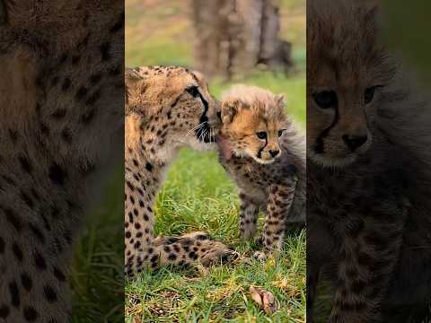 Baby Cheetah Chirps: Wildlife Audio Recording Guide