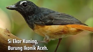 Download lagu Suara Cempala Kuneng mp3