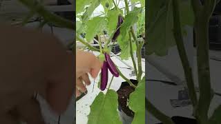 Download lagu Allahummasollialamuhammad waala'alisaidina Muhammad🤲 mp3