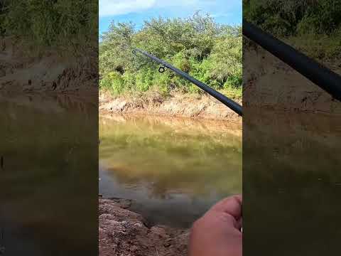 Pesca y Cocina en LOS PUESTOS, Bagres y Asado #pesca #fishing #argentina #fish #tucuman