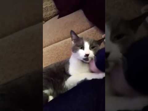 Home Loving Pets video.