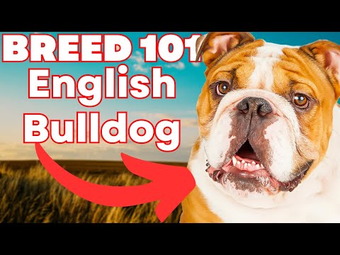 ENGLISH BULLDOG 101! Everything You Need To Know