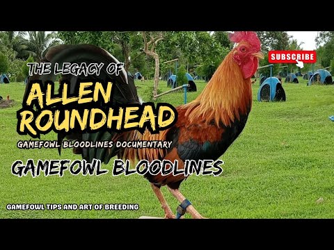 The Legacy of the Allen Roundhead: Gamefowl Bloodline Documentary