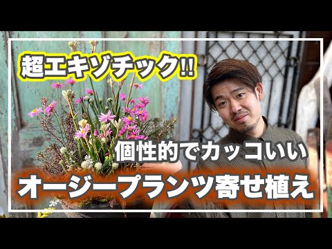 園芸 カンガルーポー、独創的で非常に装飾的な植物