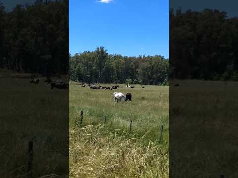 Campo Caballos y Vías Ferroviarias en Coronel Brandsen Buenos Aires Argentina