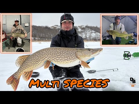 PIKE-CATFISH-WALLEYE FISHING| ICE CAMPING WITH FRIENDS!