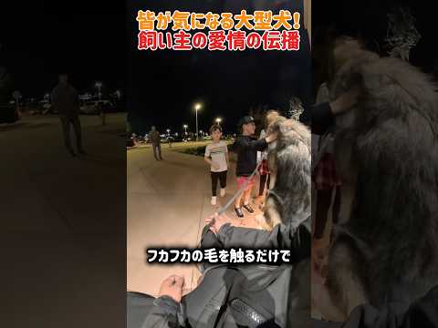 皆が気になる大型犬！飼い主の愛情の伝播　#犬 #いぬ #犬動画  #犬が好き #犬のいる暮らし #犬のいる生活 #感動 #驚きの展開 #かわいい