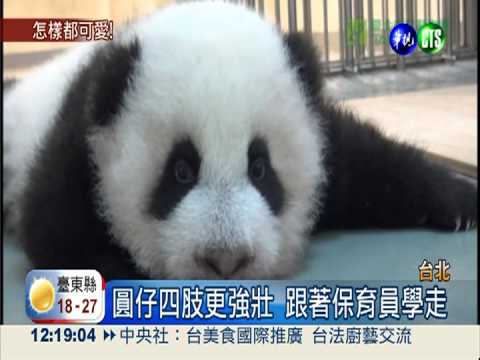 圓仔學走.清耳垢 掙扎模樣萌翻