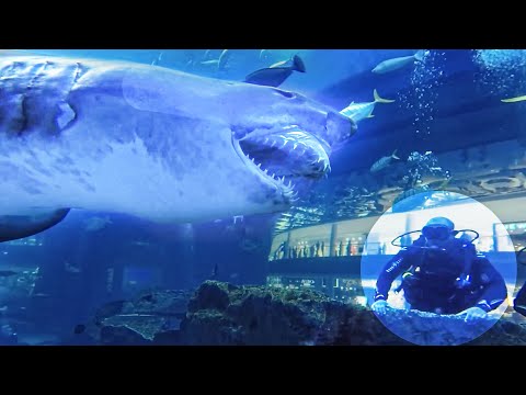 15 BIGGEST Aquariums and Fish Tanks