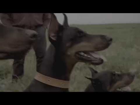 МАРТО - СТРАХОВЕ (prod. RapaNizze`)