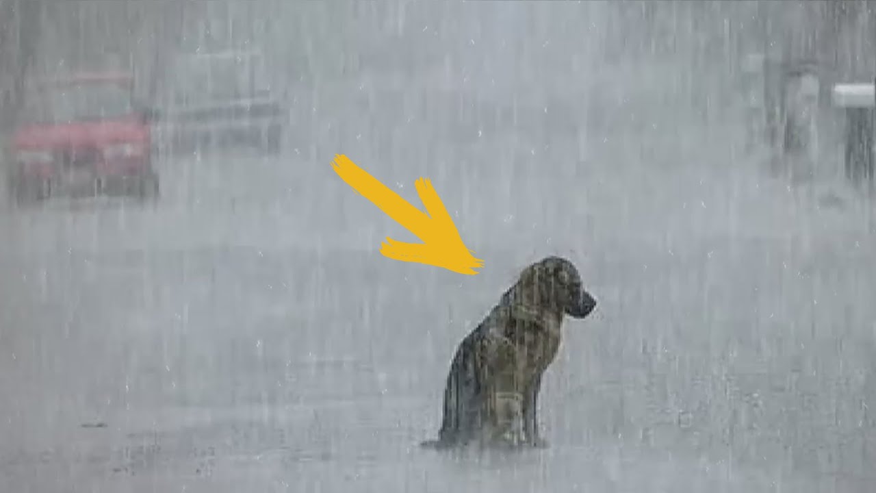 People betrayed him! The frozen dog was sitting in the pouring rain, he didn't want to live anymore!