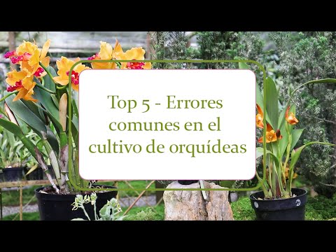Top 5 | Errores comunes en el cultivo de orquídeas