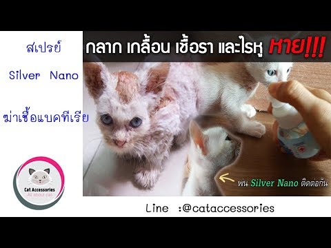 อาการกลากและครีมรักษา ความเกี่ยวข้องของปัญหาโรคสะเก็ดเงิน