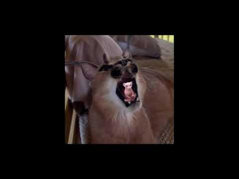 [FREE FOR PROFIT] chance the rapper x dababy x madeintyo type beat - bingus