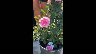 De lekkerste rozen met Laura Weaver