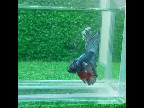 ☆SALE☆ Betta Half Moon #shorts #aquarium #fish #ベタ No:0506