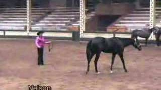 Yearling Appaloosa Show Gelding  - Nelson - SOLD