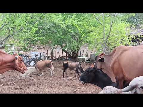 16 de julio 2026 toro y novillas disponibles en jocoro morazan #503 6308 2557 