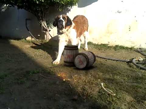 Dog Blast with Bomb.HD..mp4
