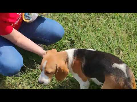 Câini frumoși din Giurgiu. Beautiful dogs from Giurgiu.
