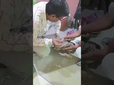 Treatment of Cat 🐈 | Rajib Biswas