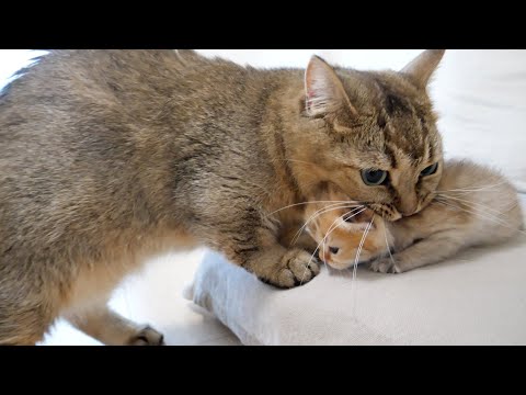 Mother cat has not yet allowed kittens to leave