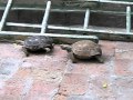 tortuga hembra la sigue el macho 