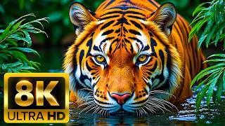 🌈 SUPREME COLOR 8K ULTRA HD – Perfect Colors for OLED Screens (60FPS)