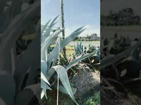 園芸 アメリカのリュウゼツラン