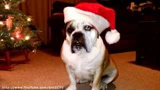 preview picture of video 'English Bulldog Christmas Card'