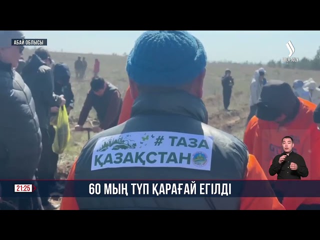 60 мың түп қарағай егілді