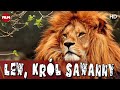 Lew, król sawanny | Przetrwanie w dziczy, serial Przyrodniczy | Dzika Natura HD