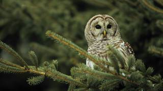Voices: Barred Owl