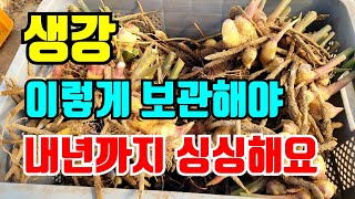 생강 내년까지 싱싱하게 보관하려면 이렇게 보관하시면 됩니다.
