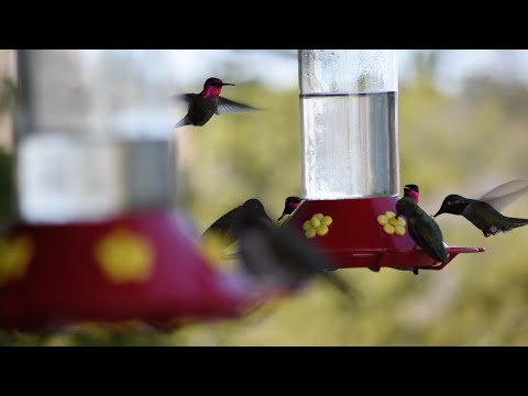 Humminbird Rush Hour