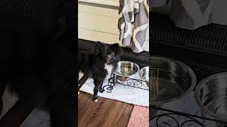 Video preview image #1 Pomeranian-Unknown Mix Puppy For Sale in Lebanon, PA, USA