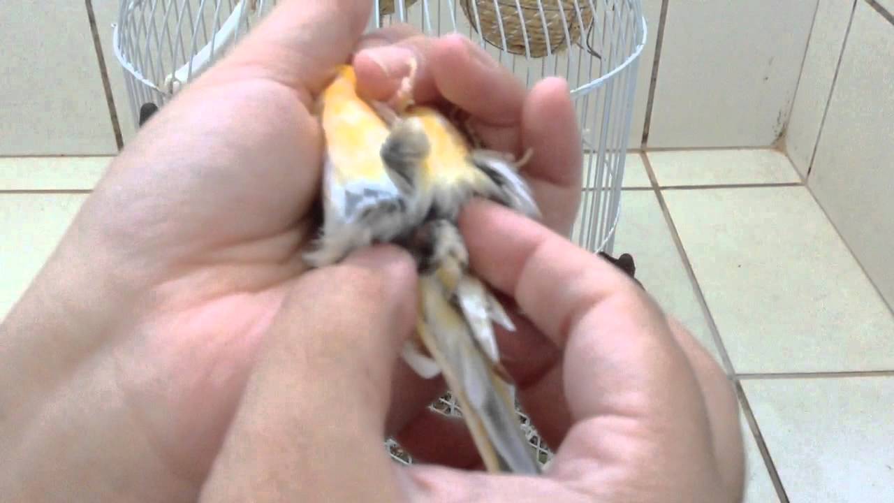 Como descobrir o sexo do canário - Macho x Fêmea