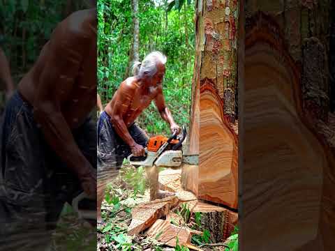 What Crawled Out of This Tree Left Everyone Shocked #treecutting #chainsaw #woodworking