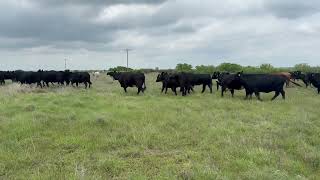 Fall Calving Angus Cows bred to Angus Bulls