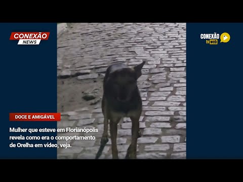 Vídeo: Mulher que esteve em Florianópolis revela como era o comportamento de Orelha em vídeo, veja.